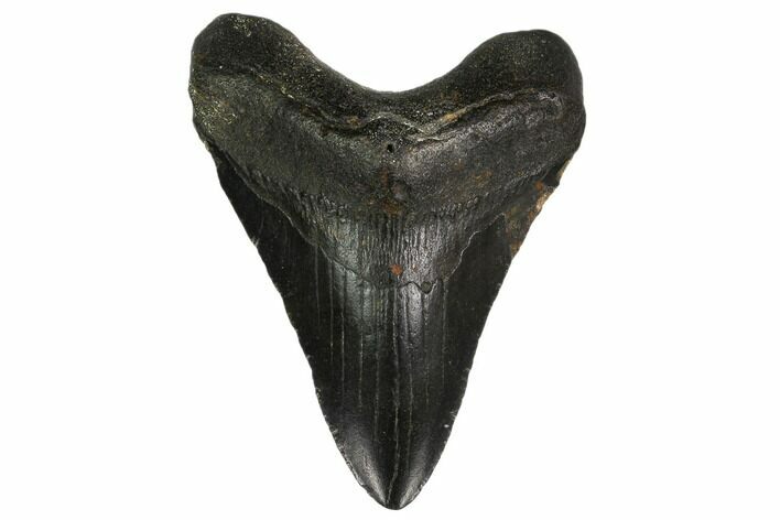 Fossil Megalodon Tooth - North Carolina #147010